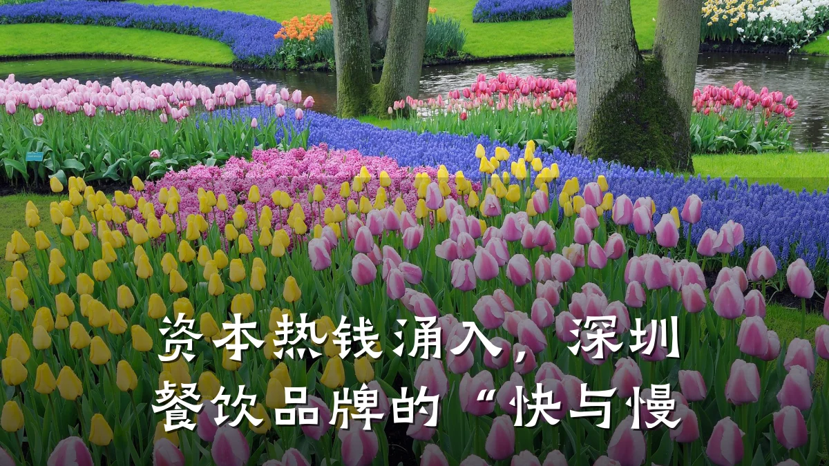 资本热钱涌入，深圳餐饮品牌的“快与慢