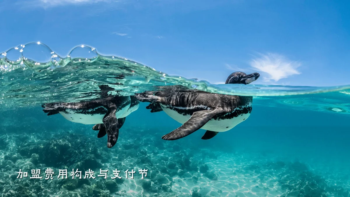 加盟费用构成与支付节