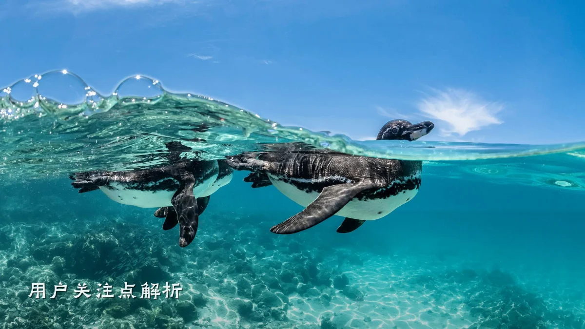 用户关注点解析