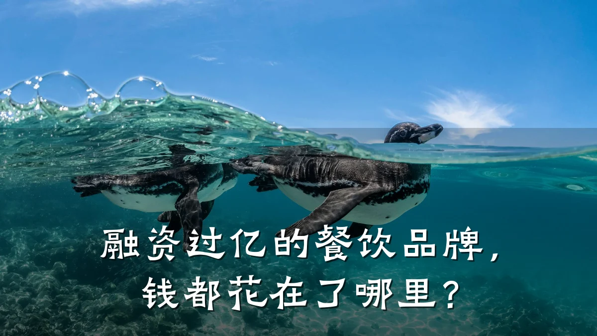 融资过亿的餐饮品牌,钱都花在了哪里?