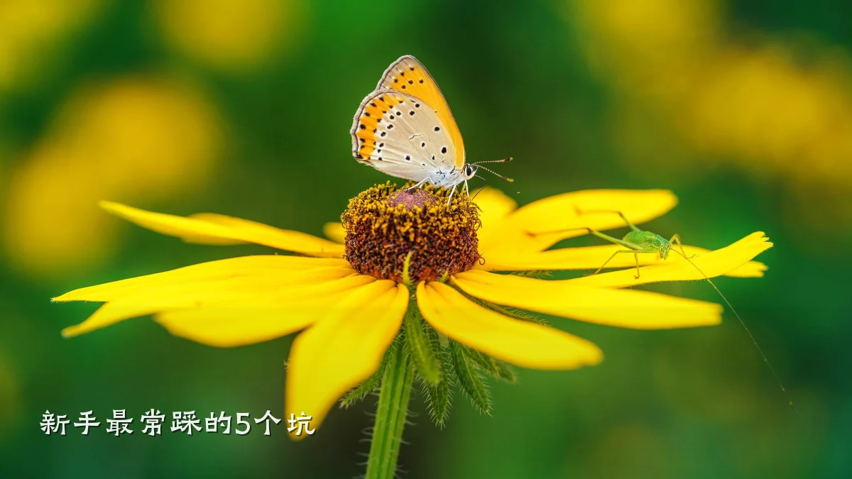 新手最常踩的5个坑